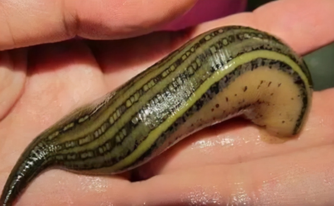 如果蚂蟥进入呼吸道能存活多久,蚂蟥寄生到体内多久能长大