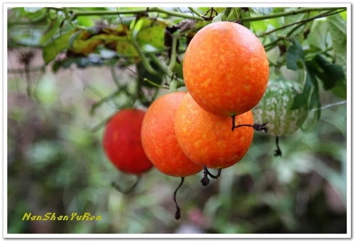 点赞!高位瘫痪的汪永明不等靠要独自经营几十亩果园艰难度日