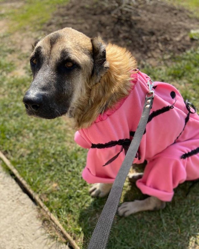 无良的犬舍,无良狗舍金毛是怎么培育出来的