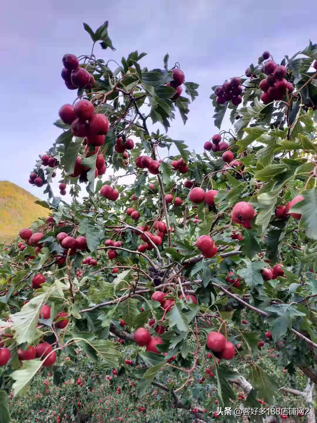 蓟县八仙山梨园春农家院电话,蓟县八仙山山里人家农家院