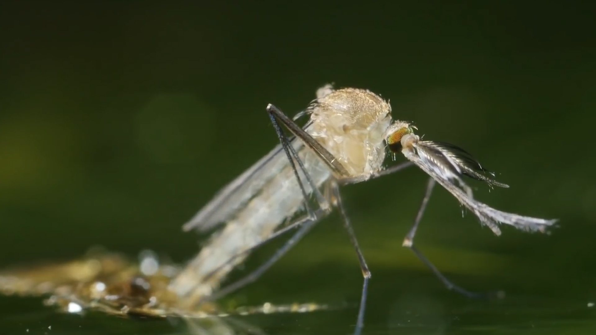 消灭外来入侵物种食蚊鱼,食蚊鱼入侵现状及危害