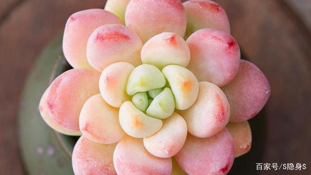 买回来的多肉小苗上盆后褪色,天气热了多肉褪色了怎么办