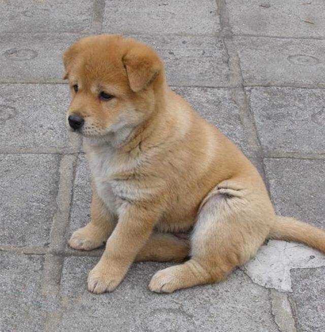 长毛长耳朵宠物狗是什么品种,有点像金毛的小型宠物狗品种