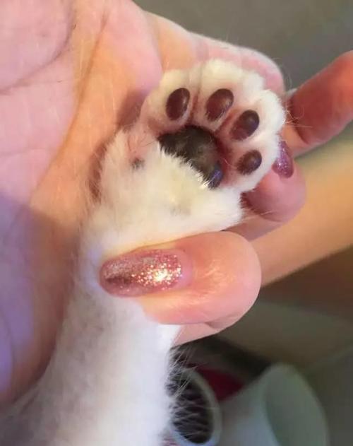 猫咪爪子被烫了怎么办,猫咪爪子被割伤怎么处理