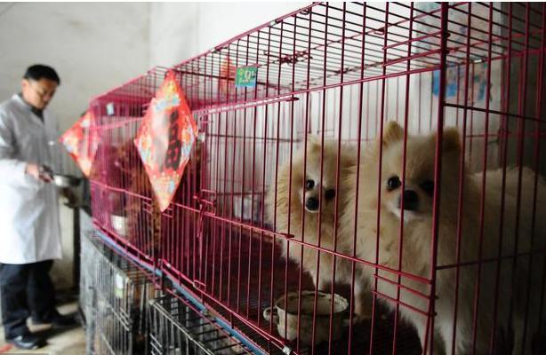 怎么挑选泰迪犬好看,怎么挑选泰迪犬幼犬