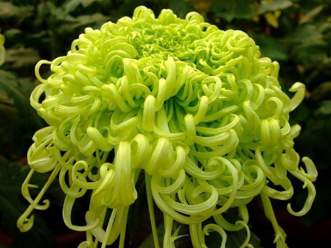 日本多年生菊花品种,日本种植菊花品种