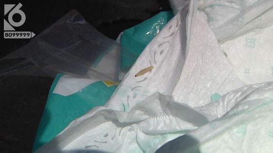 京东纸尿裤有虫,艾薇儿纸尿裤有虫么