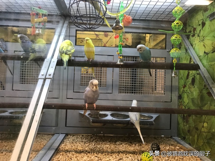 买了一对虎皮鹦鹉加零食鸟粮笼子结账1000块，是被商家坑了吗？