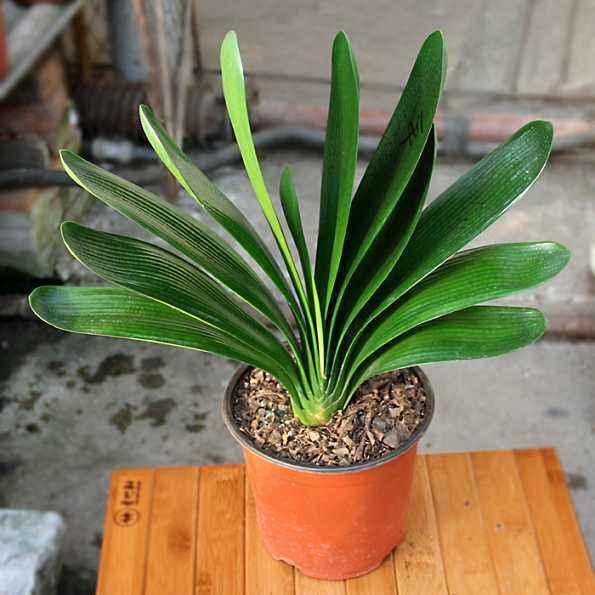 君子兰开花如何授粉结种子,君子兰开花如何人工授粉