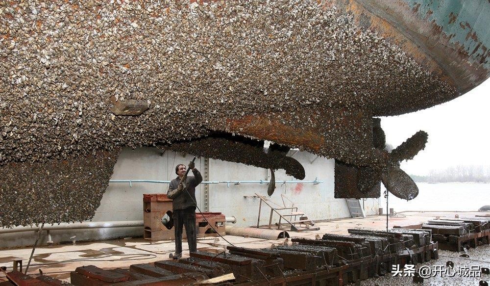 极限工作之船底清洁：想靠卖船底海鲜补贴几十万清洁费？别搞笑了