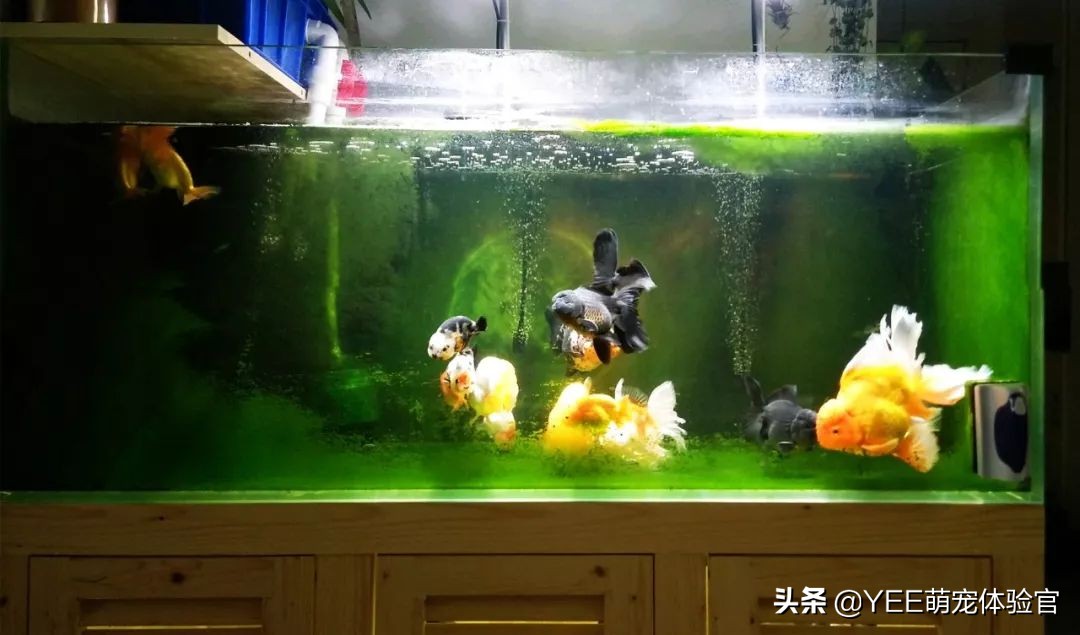 观赏鱼咬伤手是什么原因,观赏鱼咬主人怎么回事