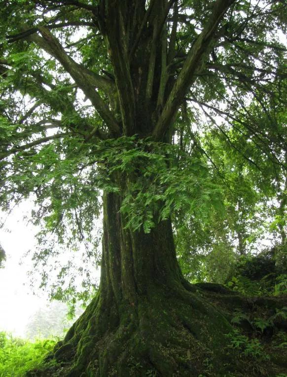 桐梓环境好的地方,桐梓森林氧吧