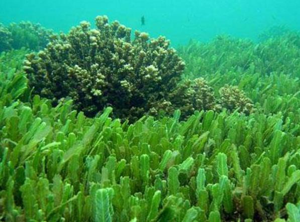 海藻面膜敷脸方法,过期海藻面膜敷脸有什么坏处