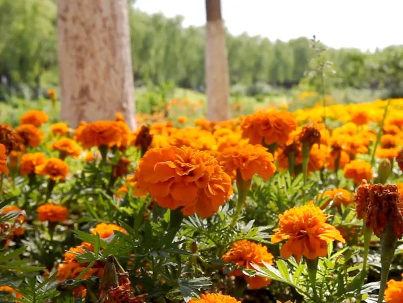 畅游通州大运河!神舟国旅携手103.9交通广播《百姓TAXI》邀请百名“的哥的姐”欢乐家庭游!