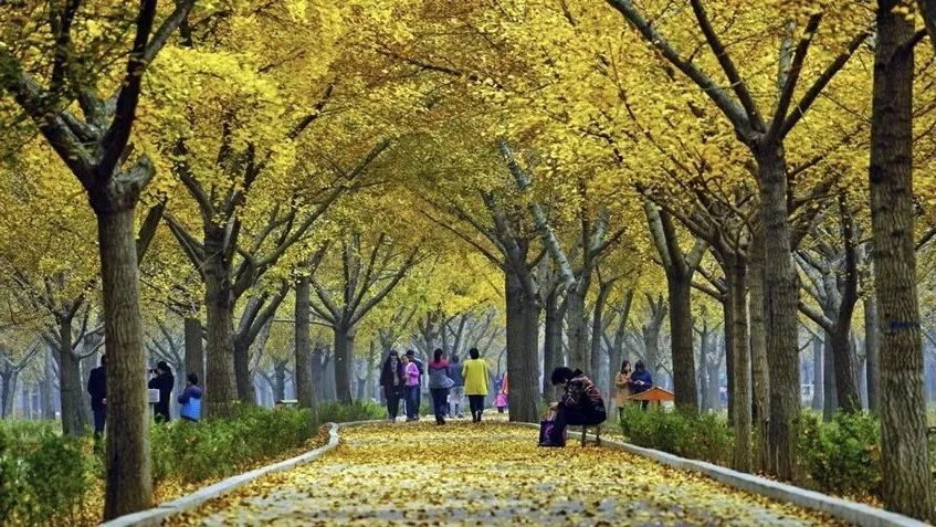 黄了！山东爆火的“银杏林”，千余亩的曼妙绝伦，只等你来！