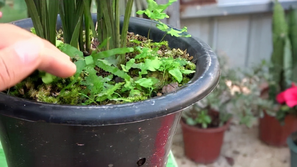 花盆里长野草怎么处理,花盆长杂草怎么利用