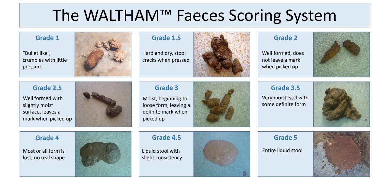 猫咪大便带血是怎样的,猫咪大便带血是怎么了