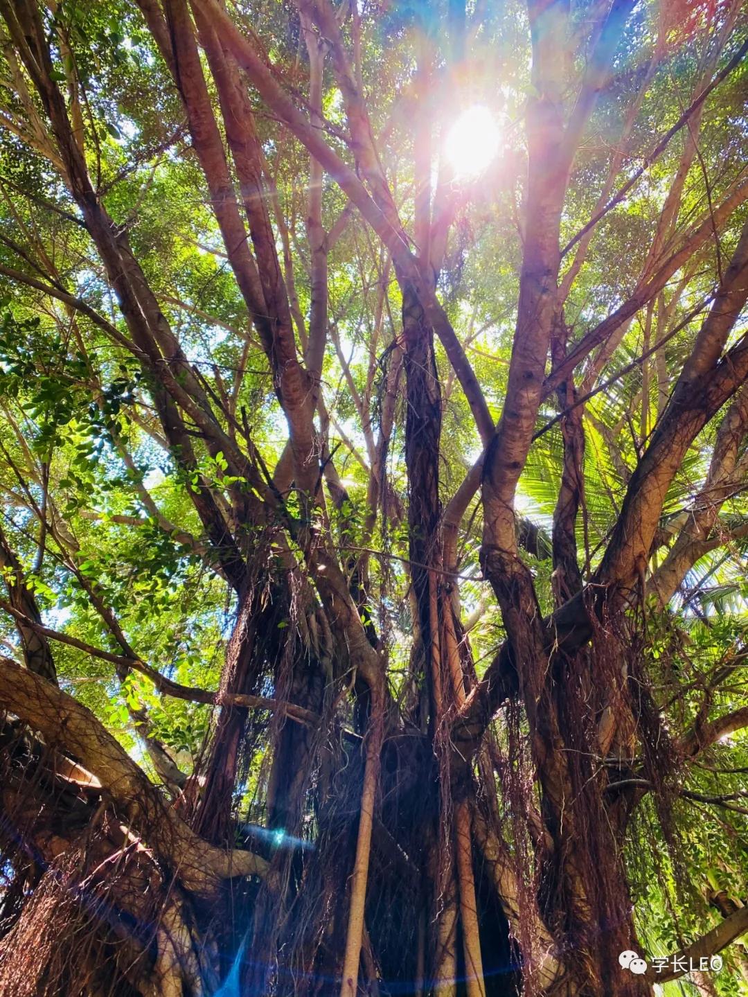 哈佛学长碎碎念：夏天就应该去海边，南方的海有多美？