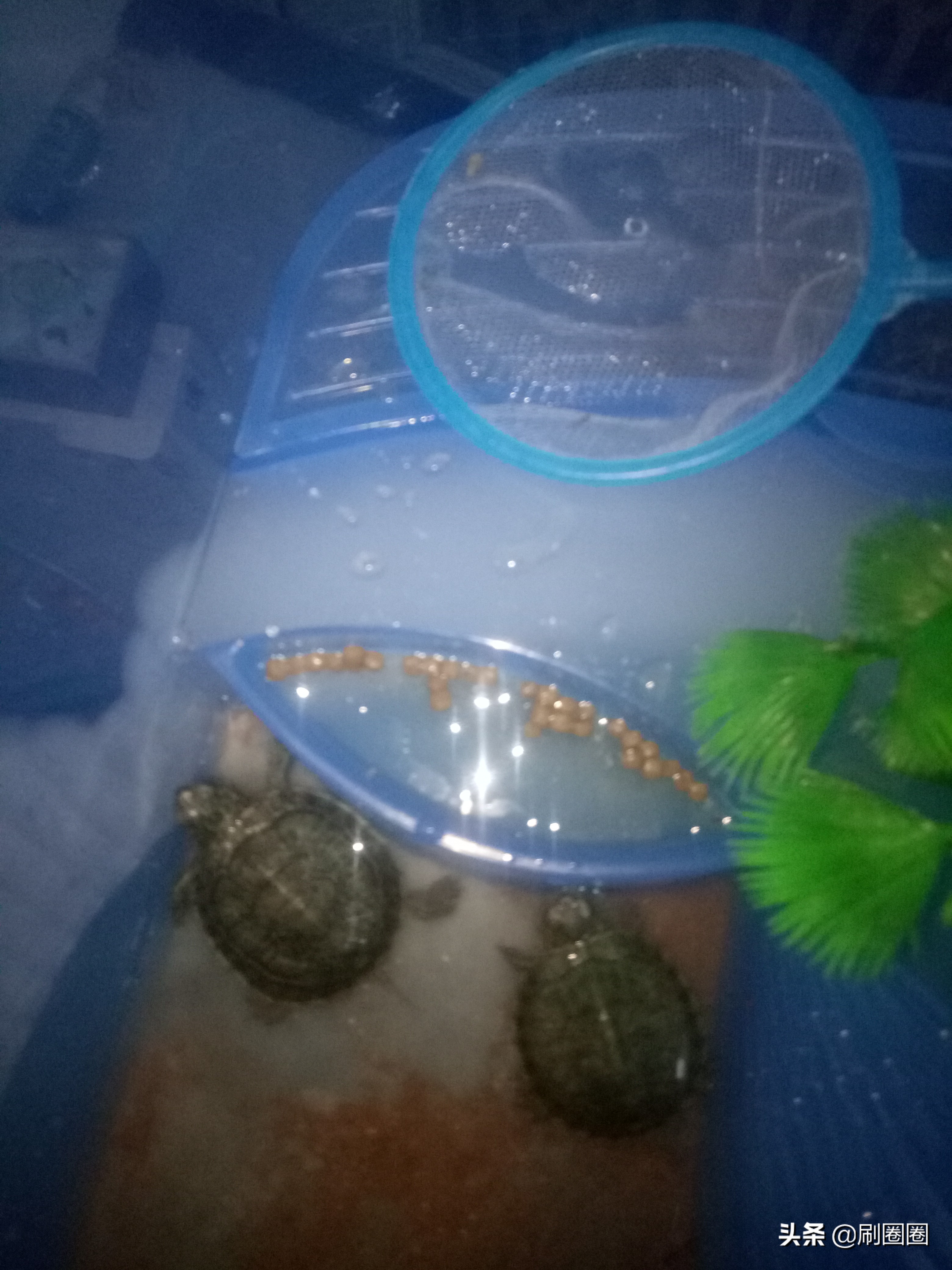 第五单元说明文作文500字五年级,五年级第五单元说明文作文范文