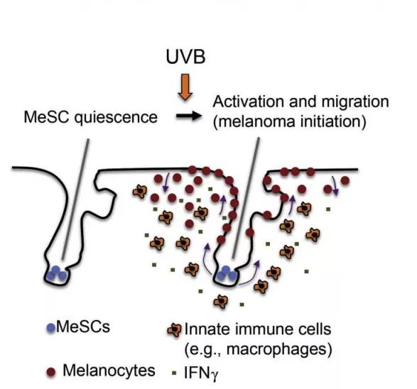 毛囊组织为何难得皮肤癌？“免疫赦免”阻止细胞癌变