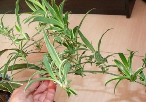 春天养“吊兰”，就得下“狠手”，上、下各剪一刀，呼呼冒新叶！