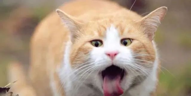 齿痕舌是内湿顽固的标志，教你4个方法，长期坚持消齿印