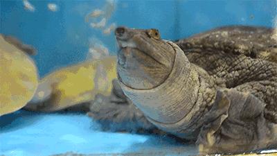 我愿为你上天揽月下五洋捉鳖,为你上九天揽月为你下五洋捉鳖