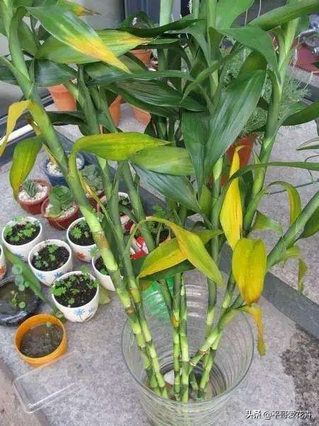 富贵竹叶片发黄怎样解决,富贵竹叶片尖发黄怎么办