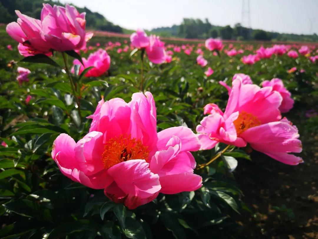 真香预警!300亩花海盛放,烤全羊十里飘香!