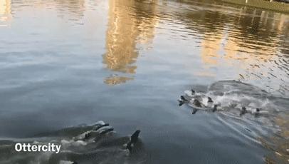 两水獭家族打群架,两个水獭家族之间的战争完整版