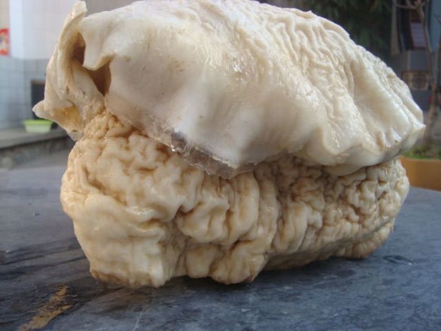 太岁是什么生物为什么很值钱,太岁是什么东西动物还是植物