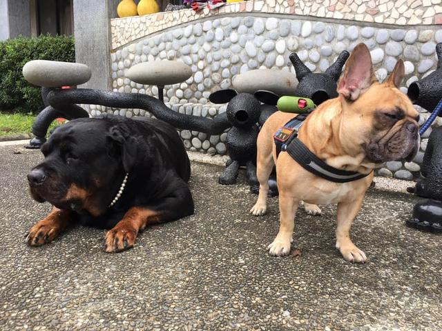 罗威纳犬碰见土狗,罗威纳犬遇见农村土狗