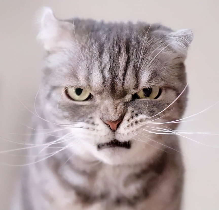 养猫咪需要多久给它洗次澡,养宠攻略给猫洗澡的步骤和流程