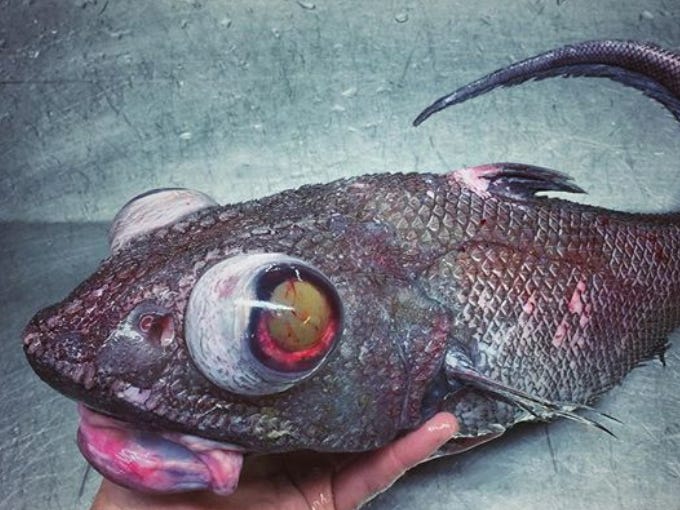 深海压力大为啥鱼不怕,深海压力大了