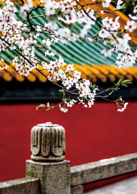 上海和南京哪个城市好,南京的省会是哪个城市