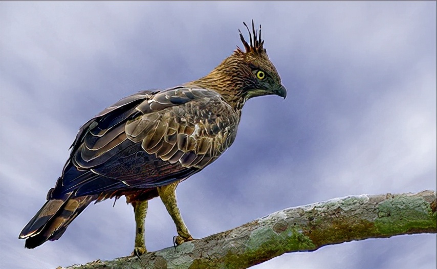 东江揽胜,惠州淡水常见鸟类图谱