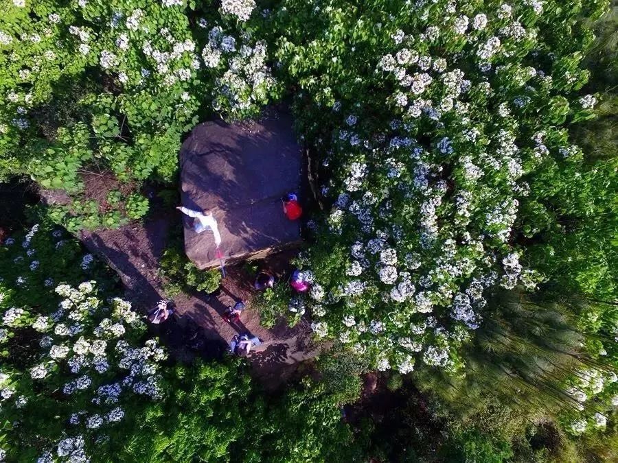 隐世原乡,又见桐花开。