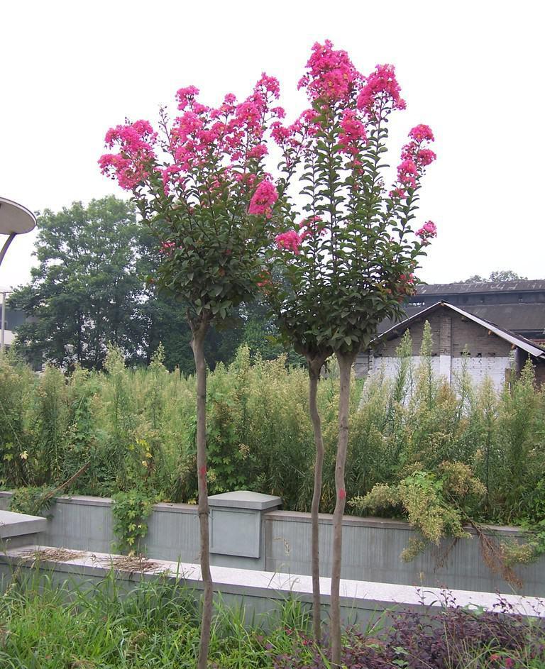 花无百日红？紫薇花来打脸，教你几招养护技巧，花期长百日有余