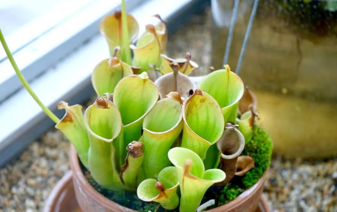 养哪一种吃虫子的花最合适,这4种花真省心养在家里不招虫