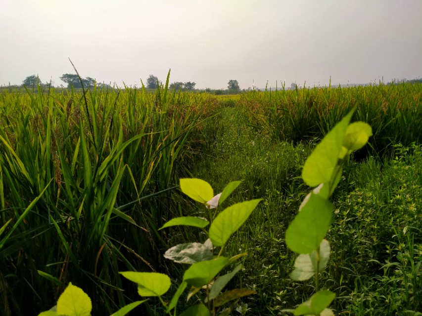 为什么减产,谷瘟病导致谷子大面积绝收怎么办