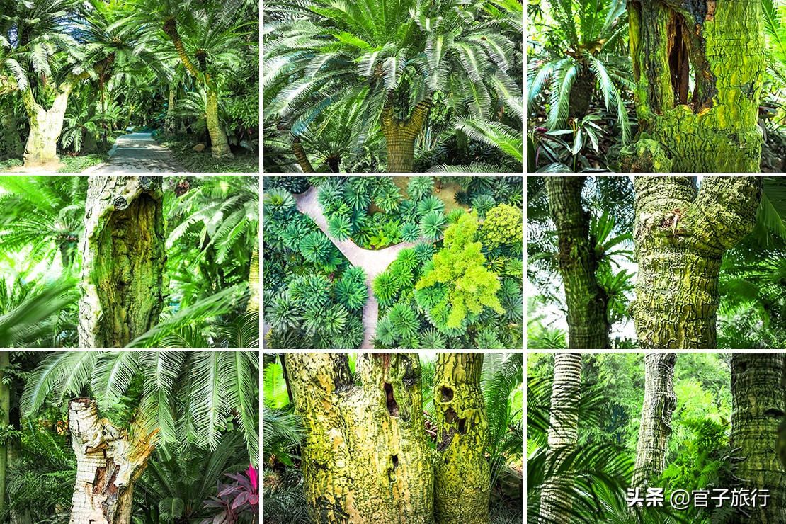 再游青秀山，看“熊猫级”国宝苏铁王，只为千年等一回的告别