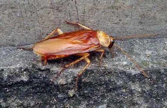 家里有蟑螂怎么彻底消除小技巧,家里出现蟑螂怎样能彻底消灭