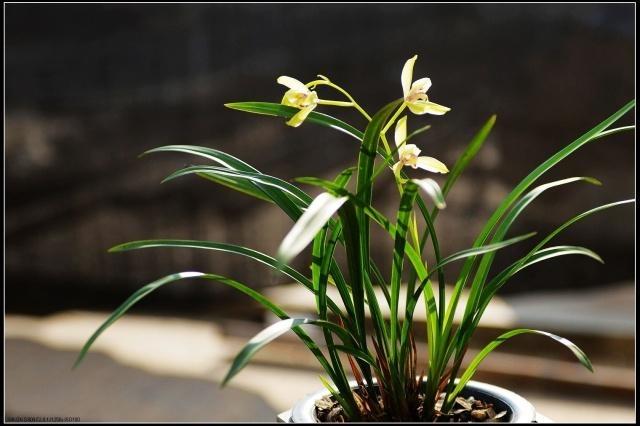 兰花只看叶片如何分类,兰花品种区分简单明了的方法