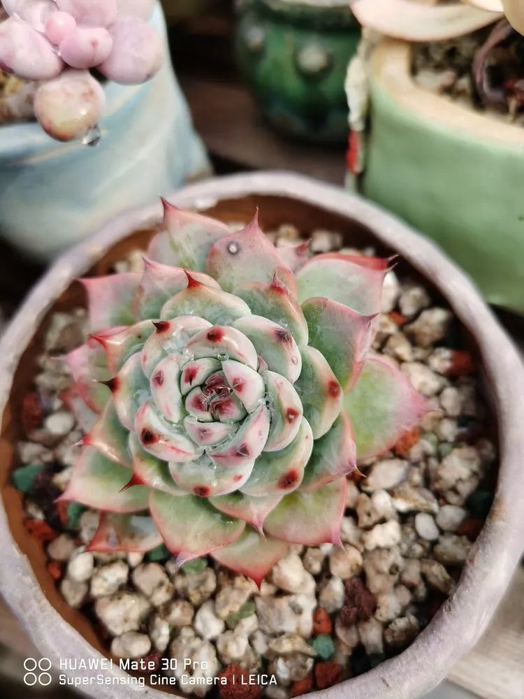 冬日如何更好地养多肉,冬天可以户外养护的多肉