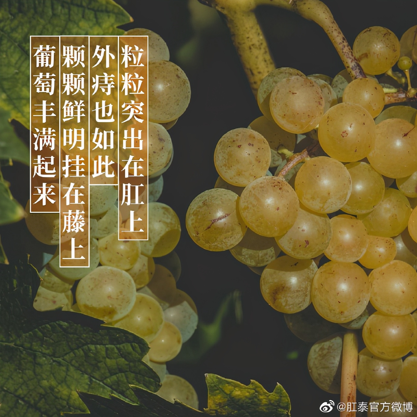 差点把自己笑死的文案,肛泰官博搞笑