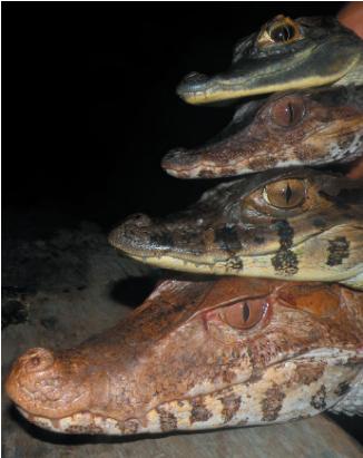 海洋霸主亚马逊真的存在吗,鼍科之王