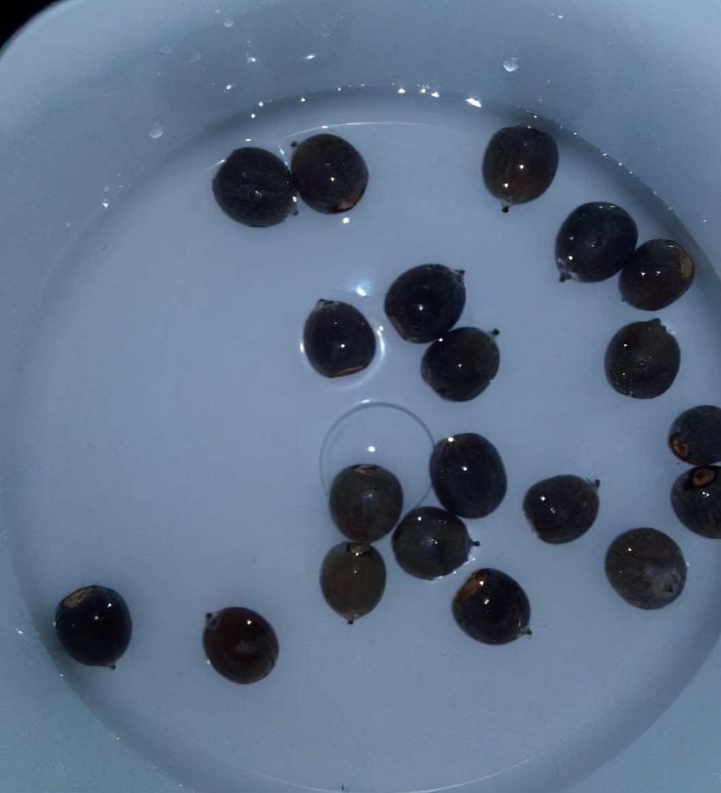 碗莲叶子发黄要不要施肥,请问碗莲叶子发黄是什么原因