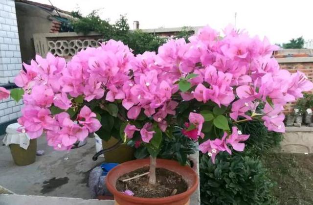 适合阳台种的带香味的花,香味最浓的阳台月季排名