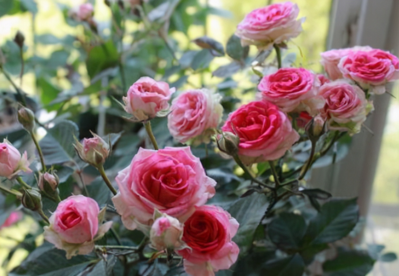 养花常见病虫害及处理方法,养花只用吡虫啉就能预防病虫害吗