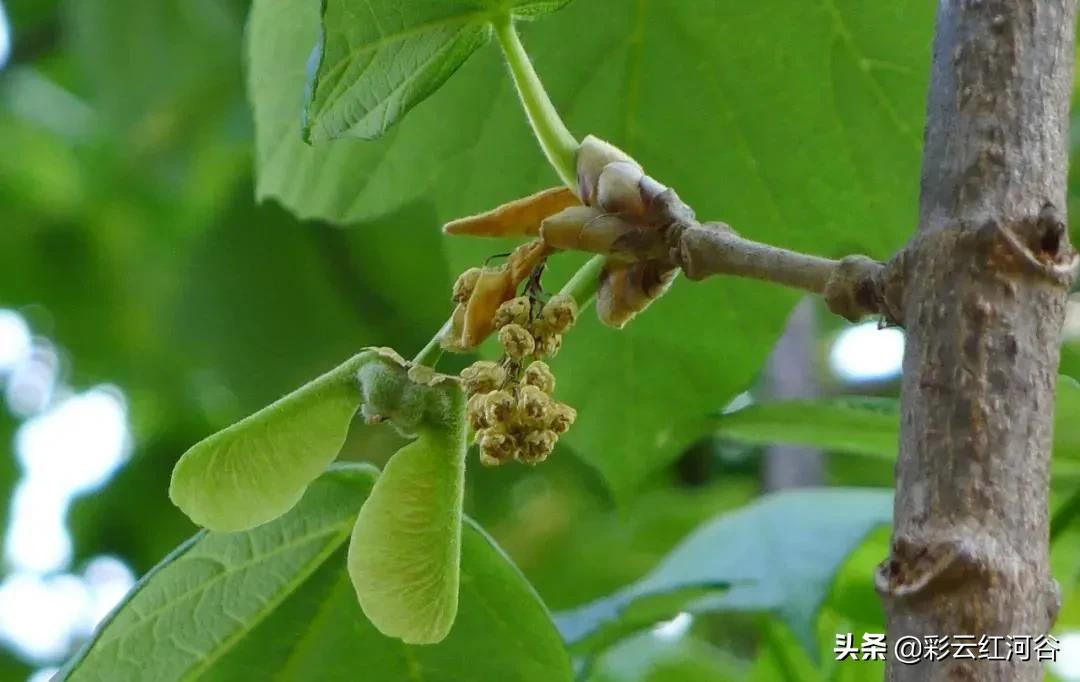 中国云南哪里好看,云南的云彩为什么好看